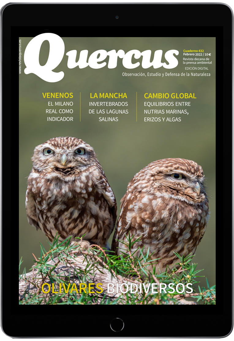Click para ampliar Quercus 432 PDF Digital