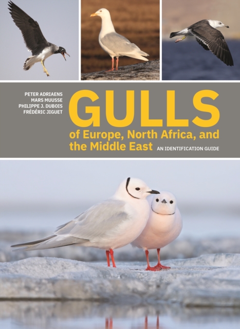 GULLS of Europe, North Africa, and the Middle East