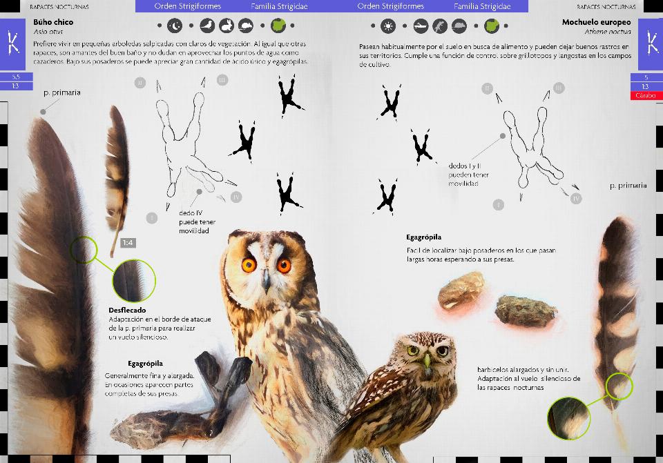 Aves que dejan huella