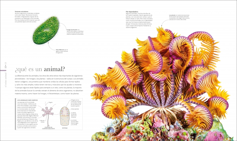 Click para ampliar Muestra 1