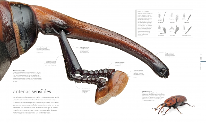 Click para ampliar Muestra 3