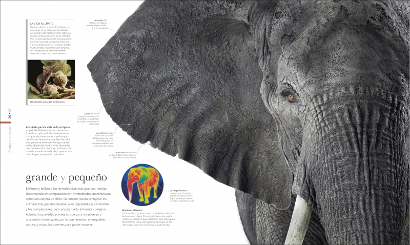 Click para ampliar Muestra