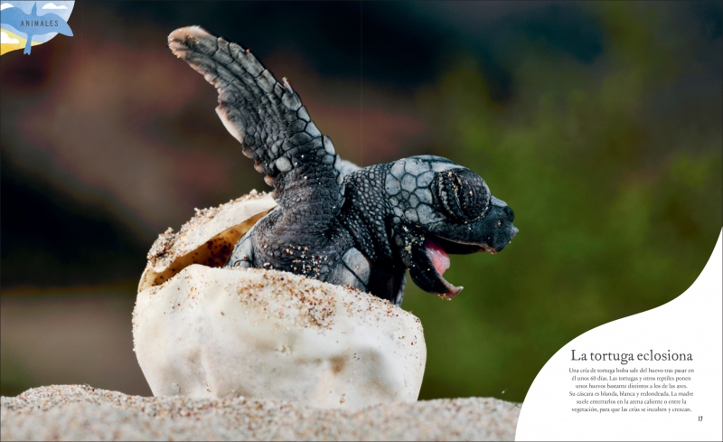 Click para ampliar 4