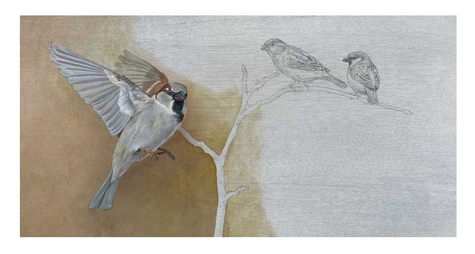 Click para ampliar Gorrion