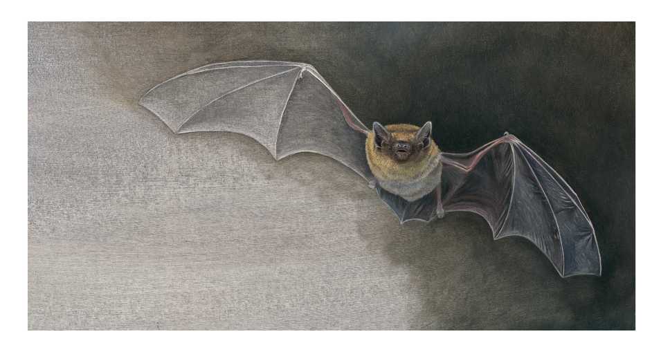 Click para ampliar Murciélago