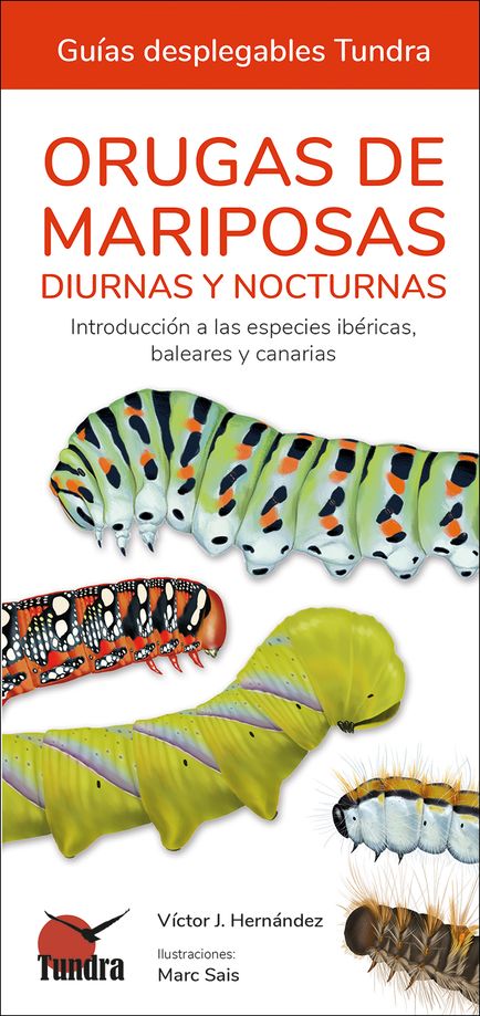 Orugas de mariposas diurnas y nocturnas