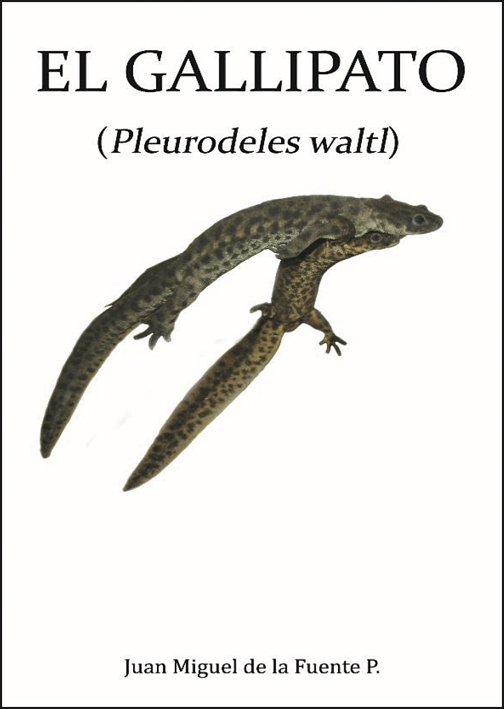 El Gallipato