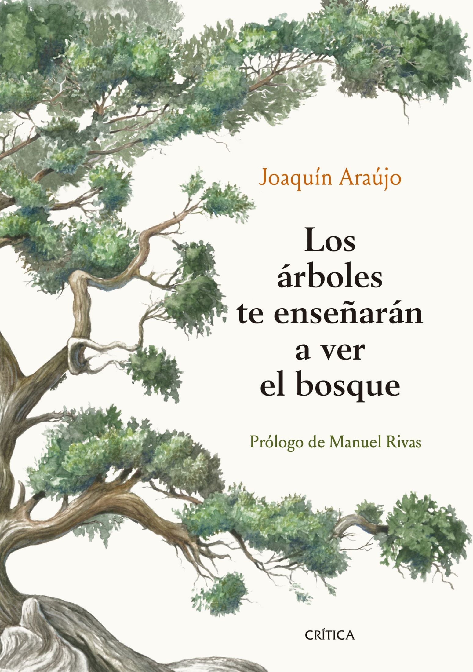 Click para ampliar Los árboles te enseñarán a ver el bosque