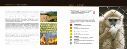 Click para ampliar All Asian Primates