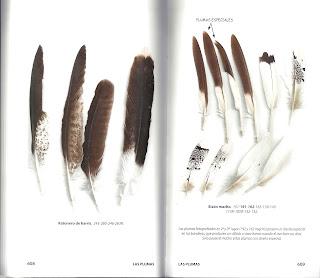 HUELLAS Y SEÑALES DE LOS ANIMALES EN LA PENÍNSULA IBÉRICA Y RESTO DE EUROPA