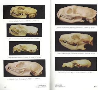 HUELLAS Y SEÑALES DE LOS ANIMALES EN LA PENÍNSULA IBÉRICA Y RESTO DE EUROPA