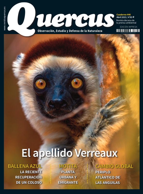 Quercus 446