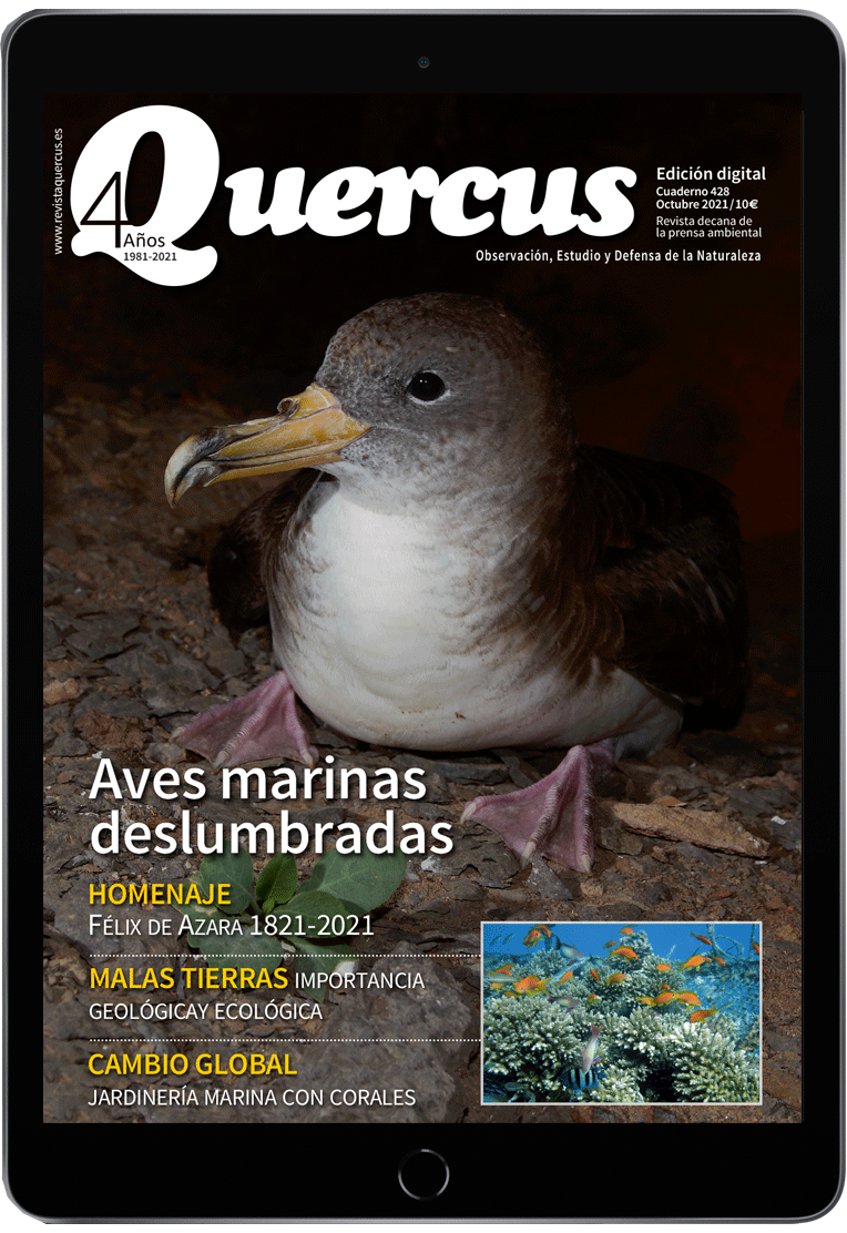 Click para ampliar Quercus 428 Digital PDF