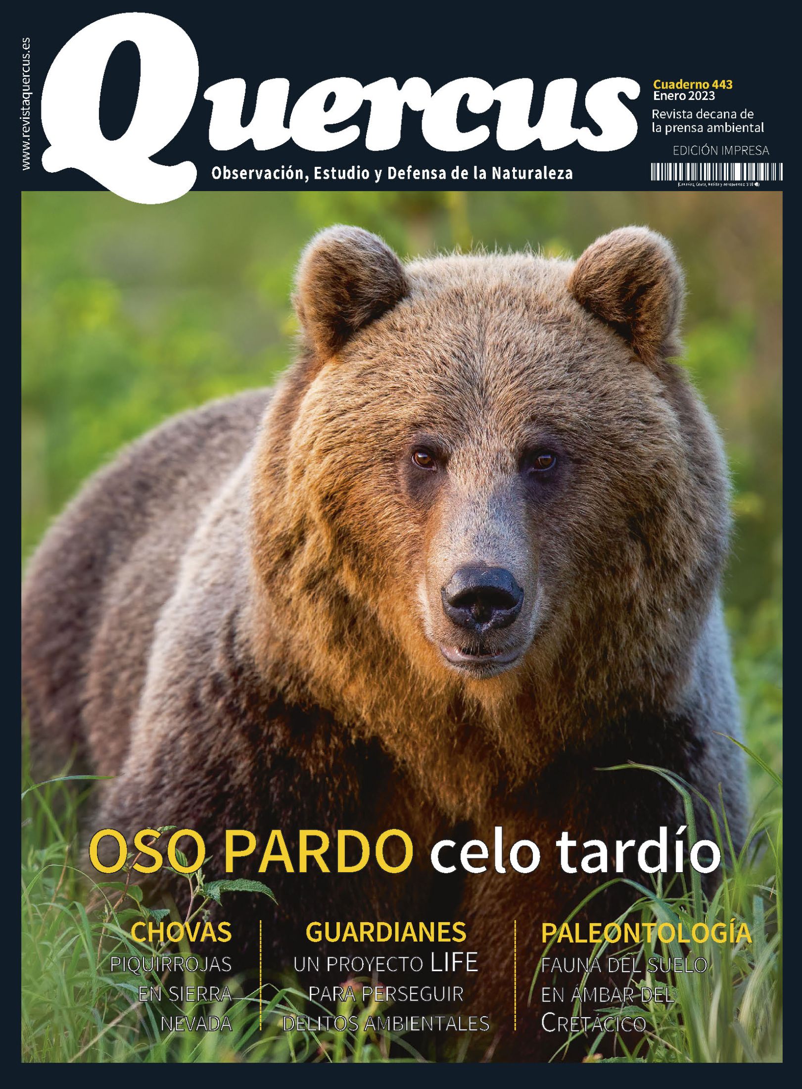 Click para ampliar Quercus 443