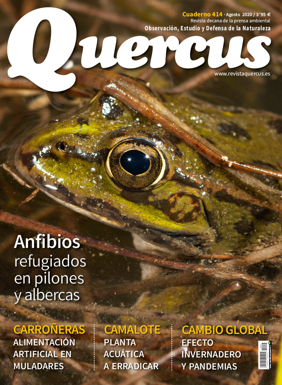 Click para ampliar Quercus 414