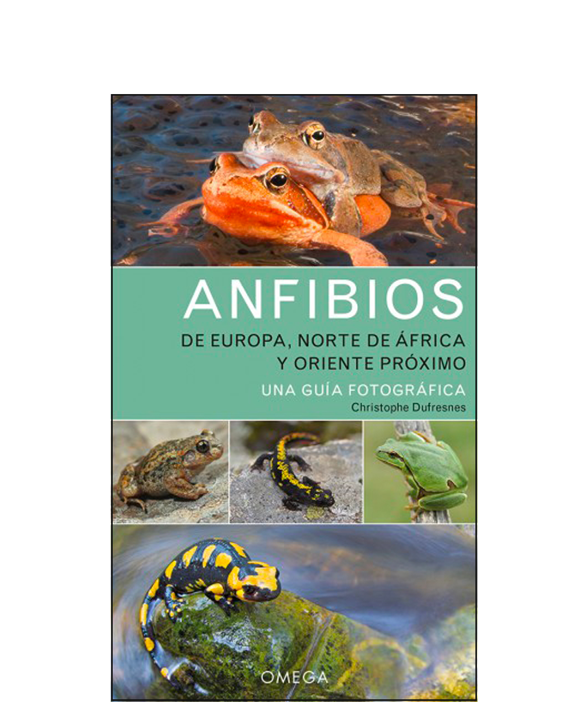 Anfibios