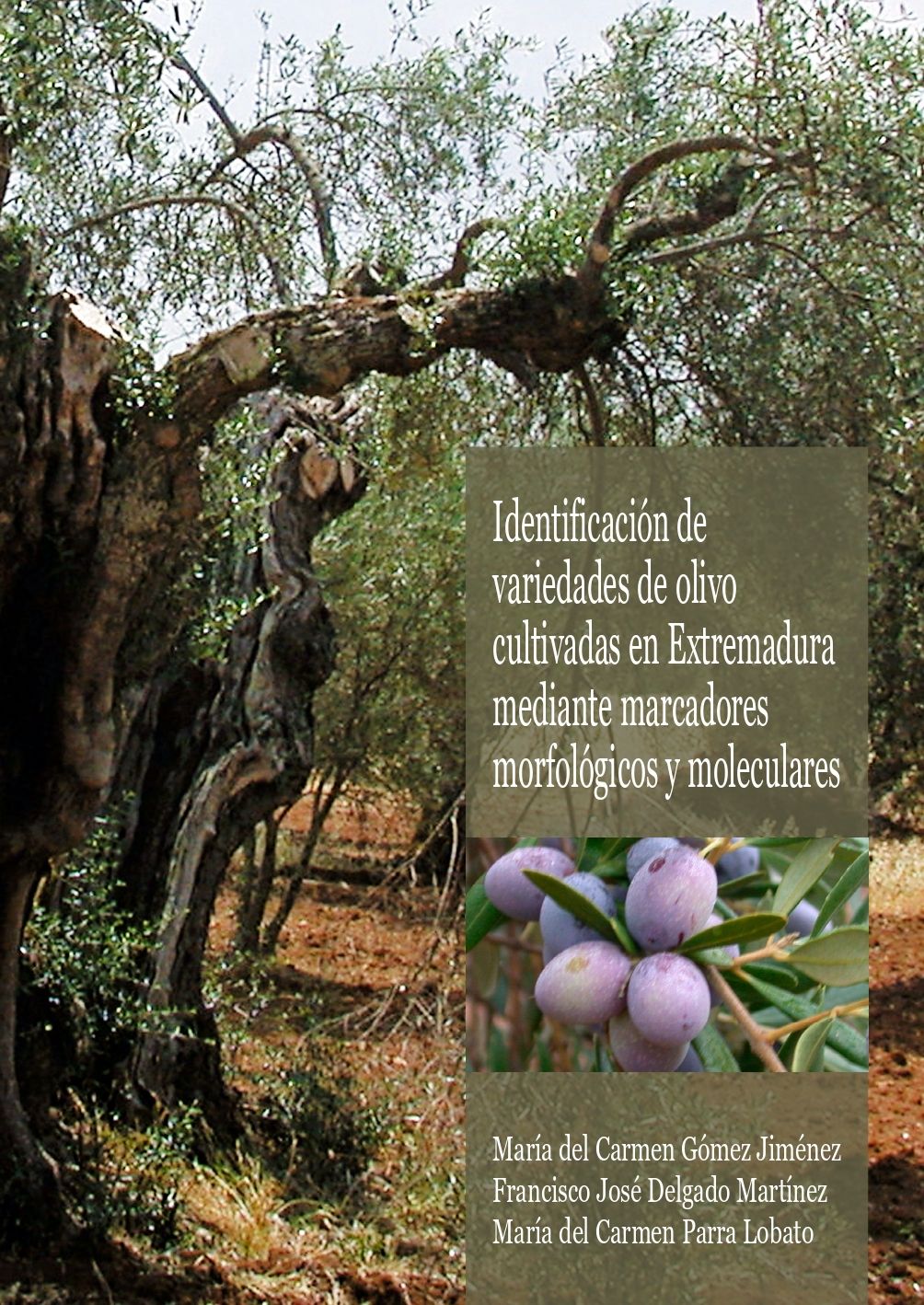 Identificación de variedades de olivo cultivadas en Extremadura mediante marcadores morfológicos y moleculares