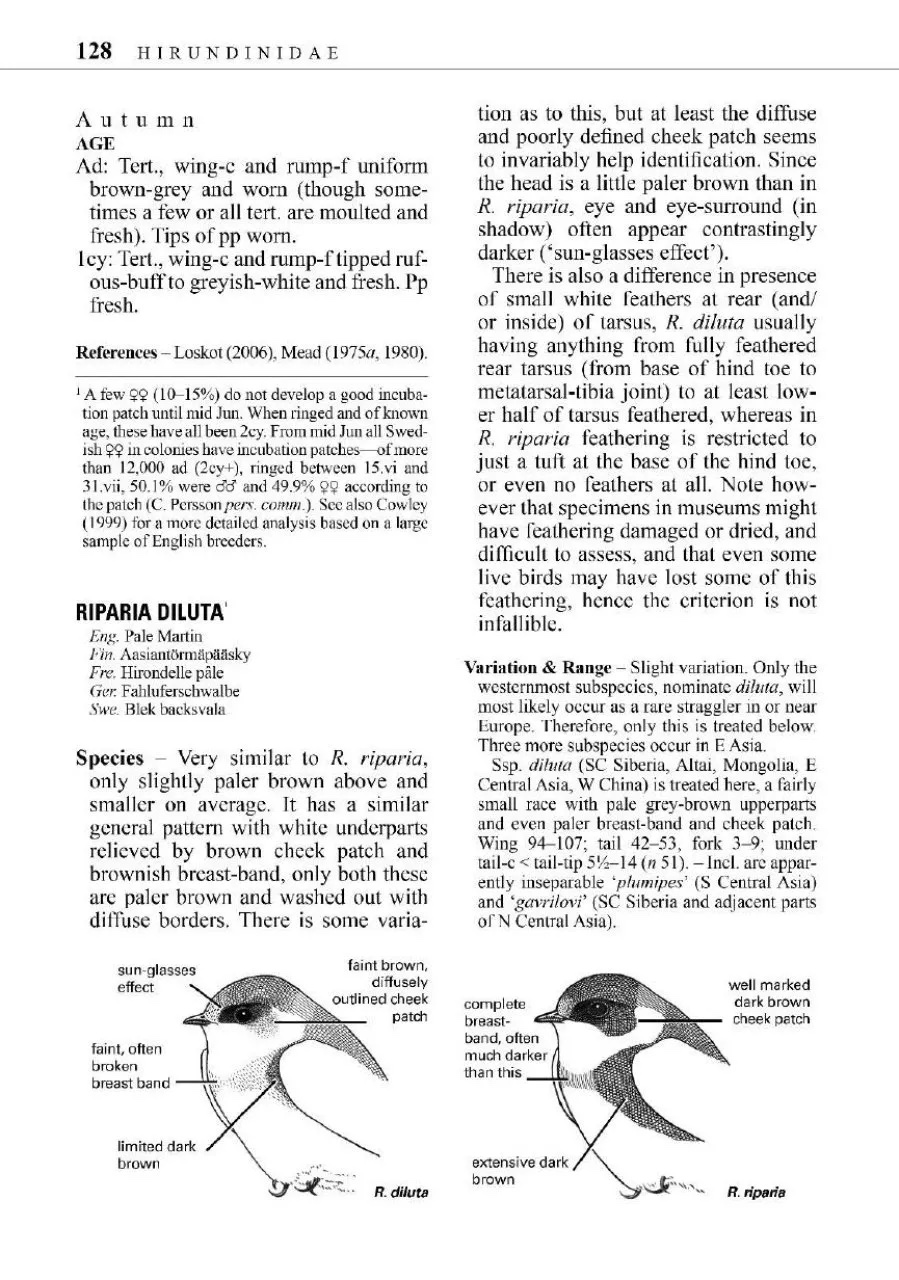 Identification guide to european passerines