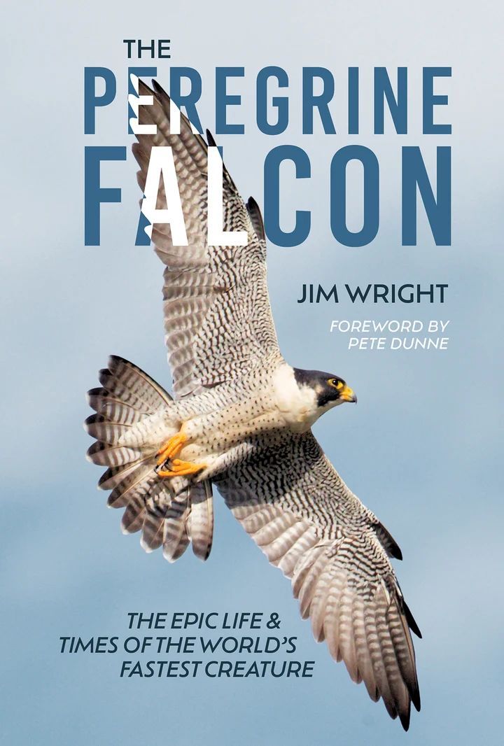 The peregrine falcon