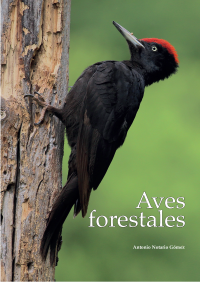 Aves forestales
