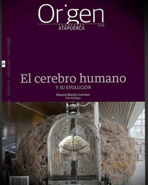 El cerebro humano