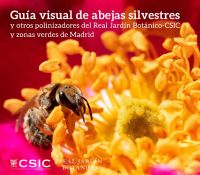 Guía visual de abejas silvestres