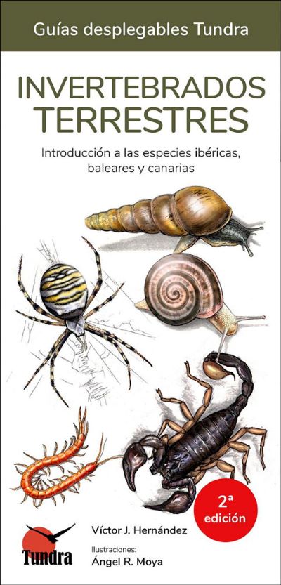 Invertebrados terrestres
