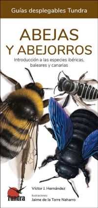 Abejas y abejorros