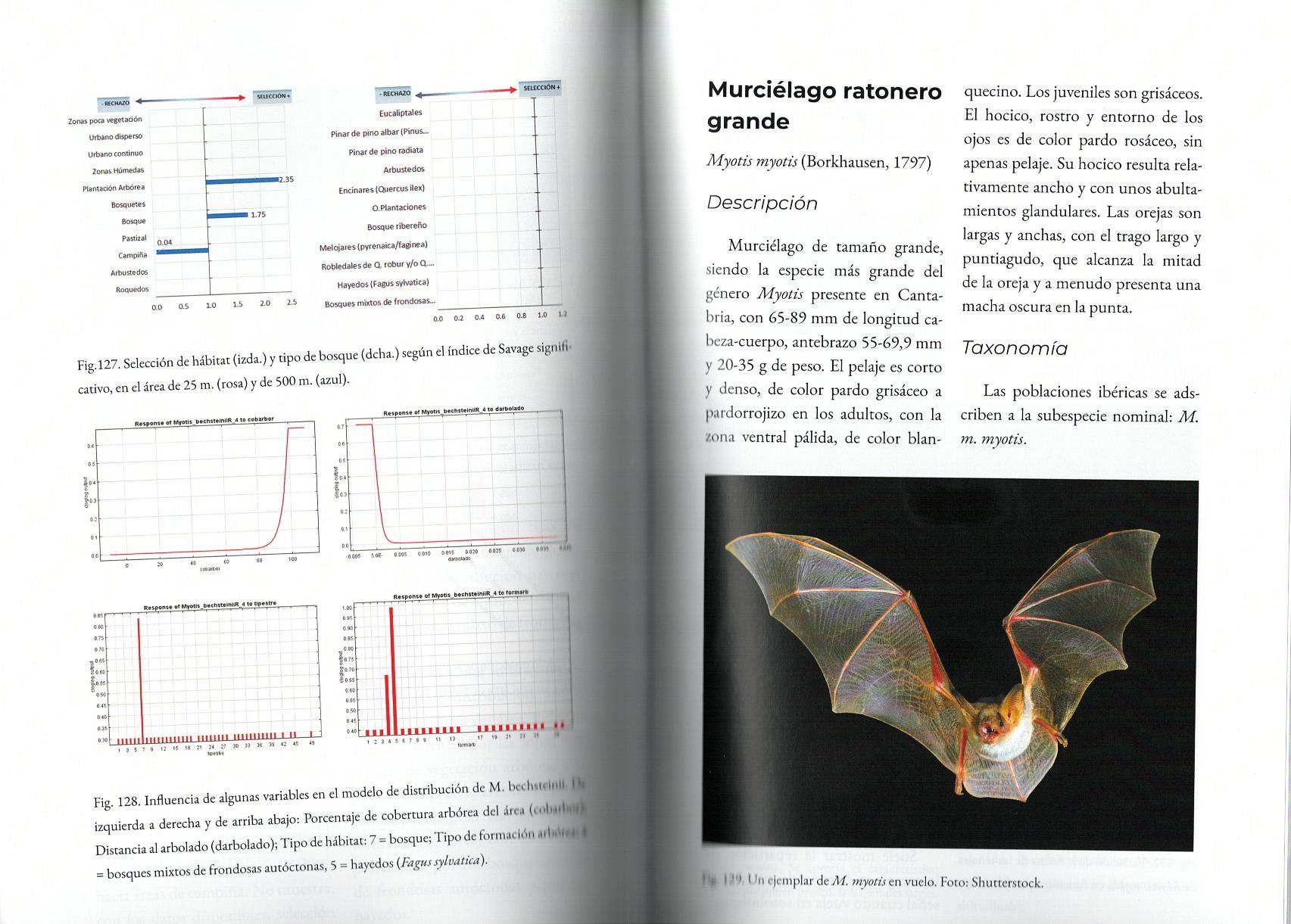 Murciélagos de Cantabria