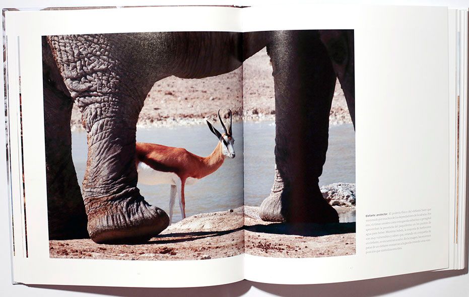 Click para ampliar La llamada del puma