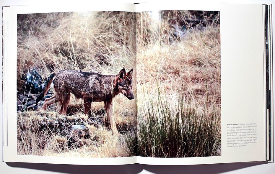 Click para ampliar La llamada del puma