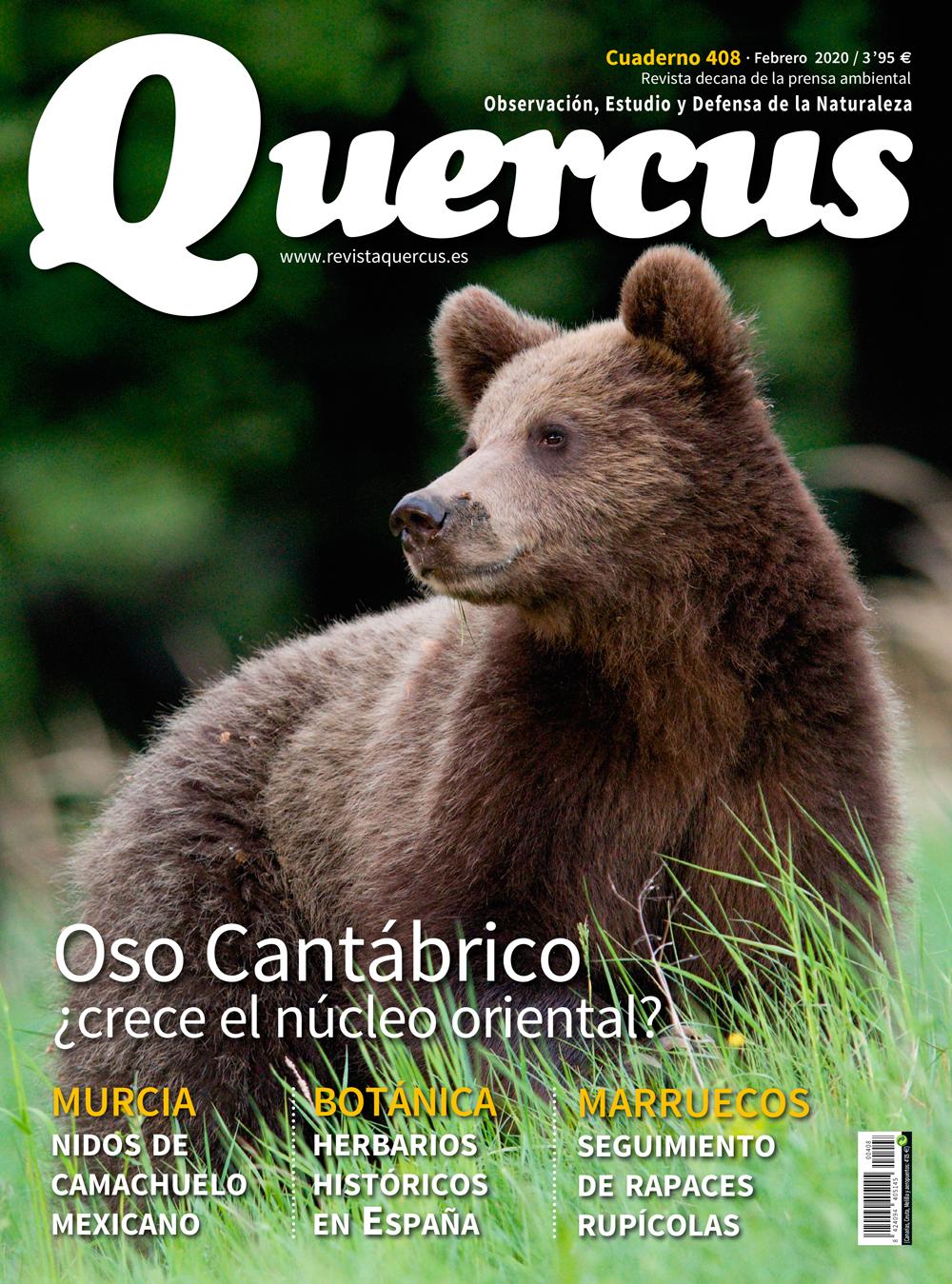 Click para ampliar Quercus 408