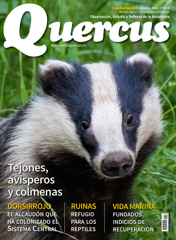 Click para ampliar Quercus 416