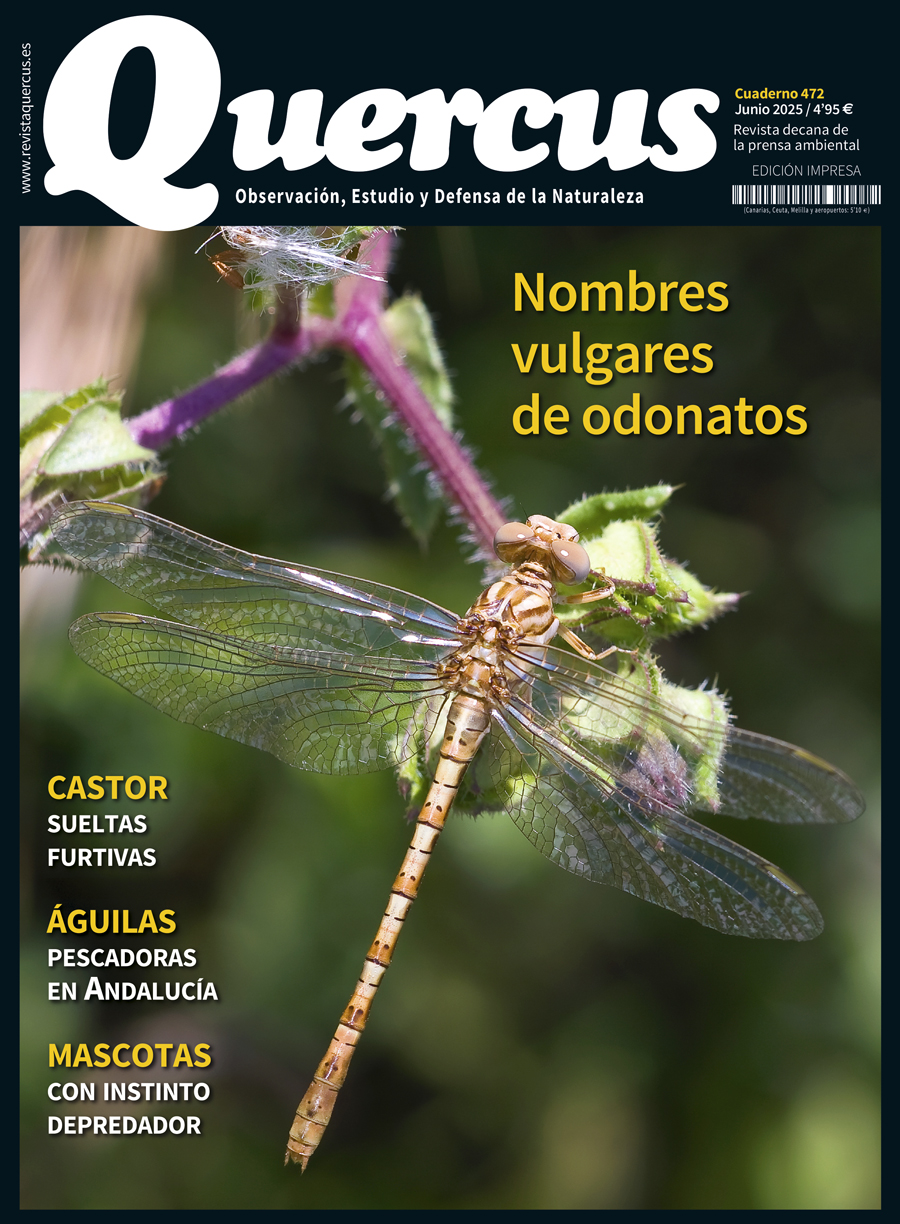 Click para ampliar Quercus 472