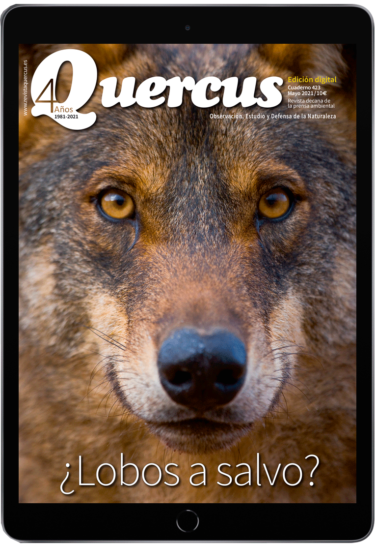 Click para ampliar Quercus 423 PDF