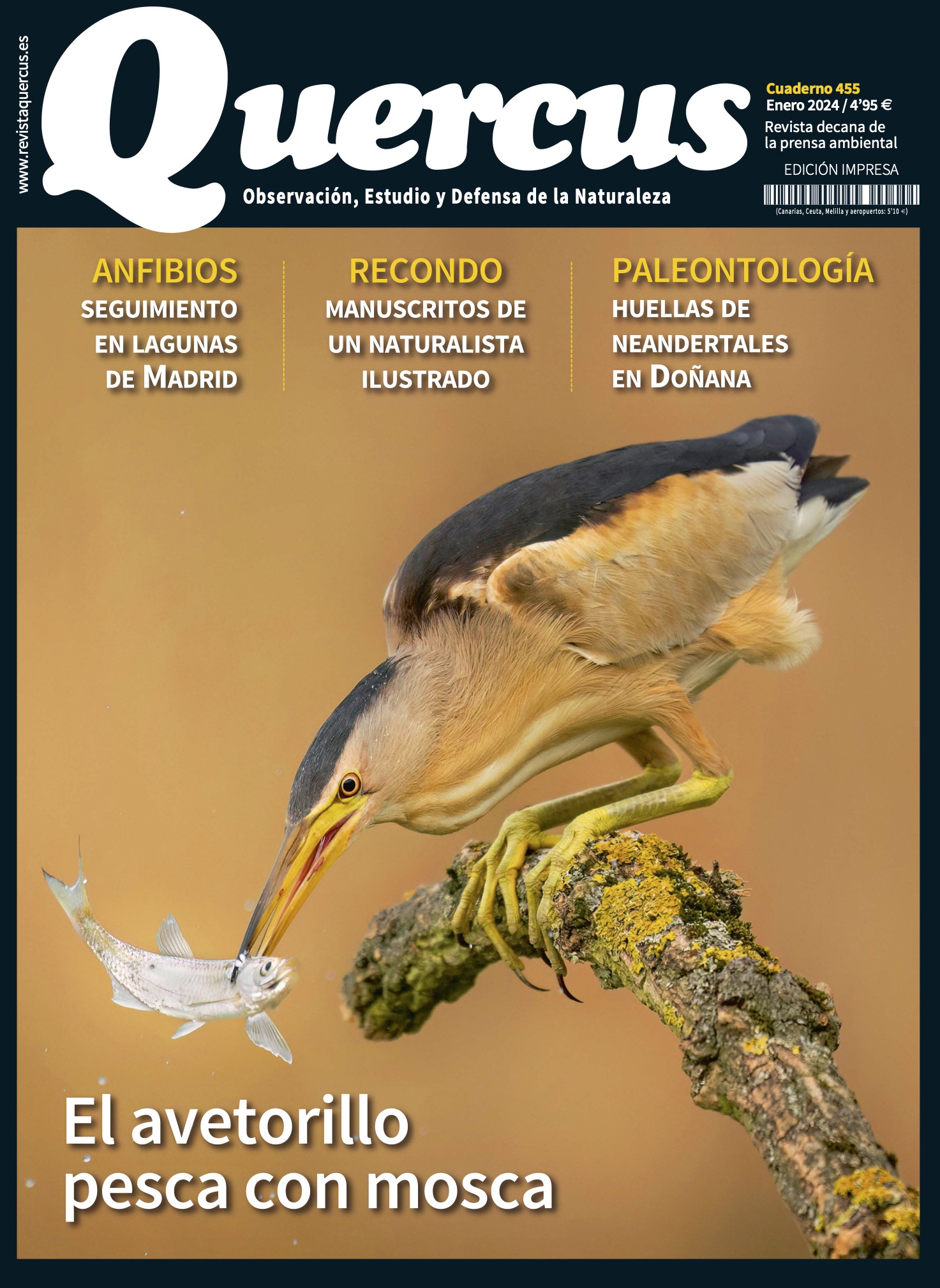 Click para ampliar Quercus 455