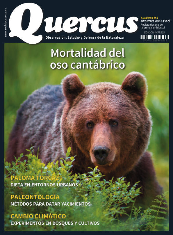 Click para ampliar Quercus 465