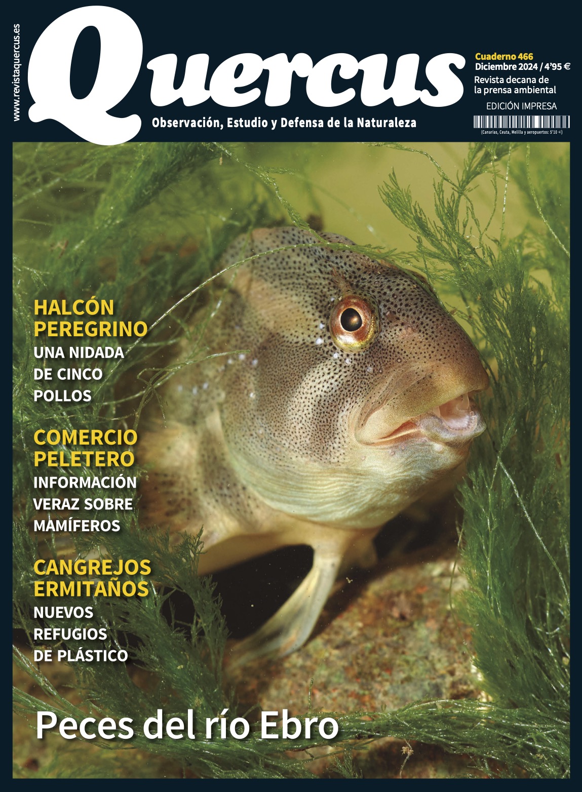 Click para ampliar Quercus 466