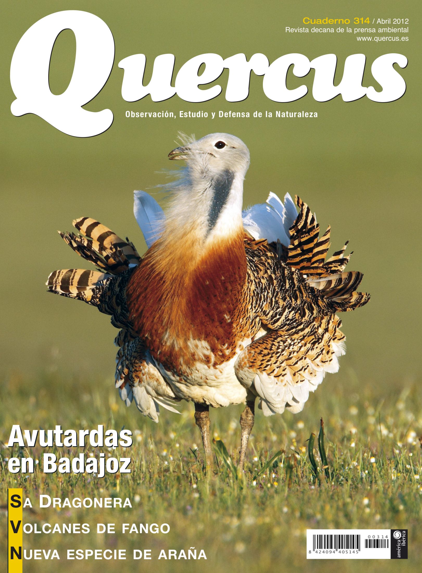 Click para ampliar Quercus 314