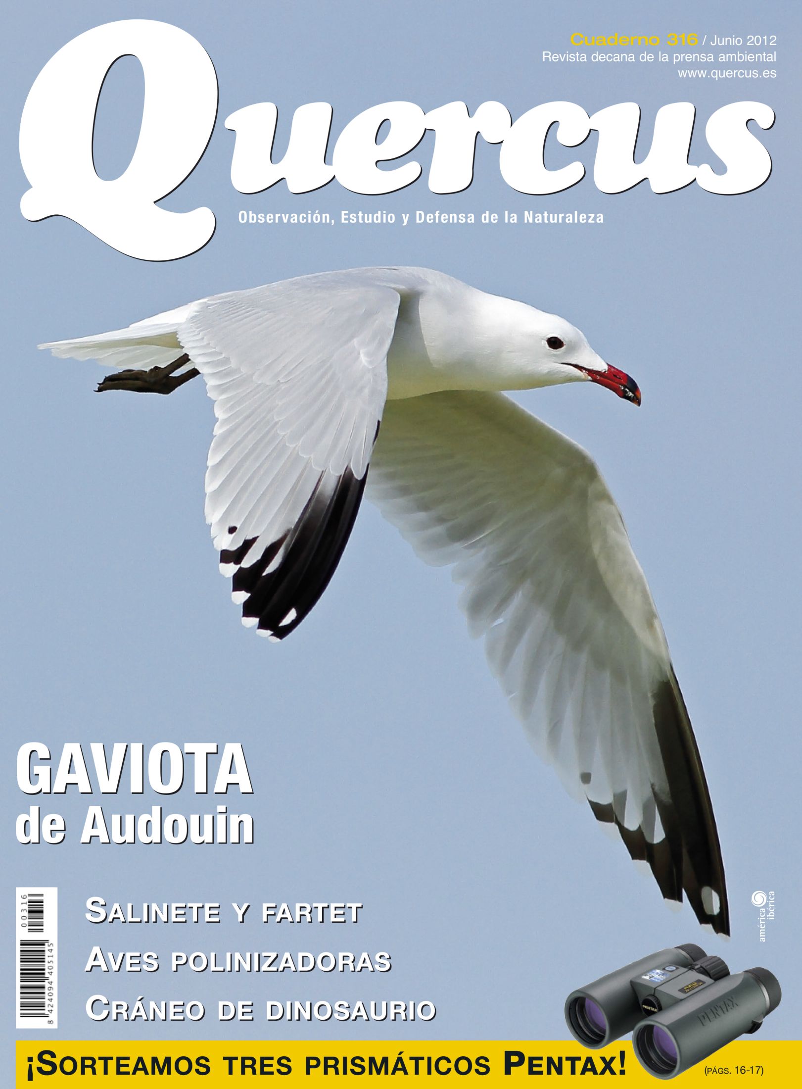 Click para ampliar Quercus 316