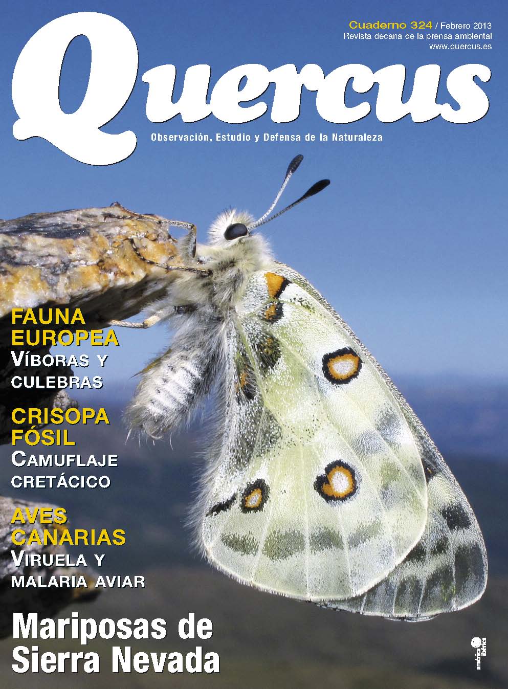 Click para ampliar Quercus 324