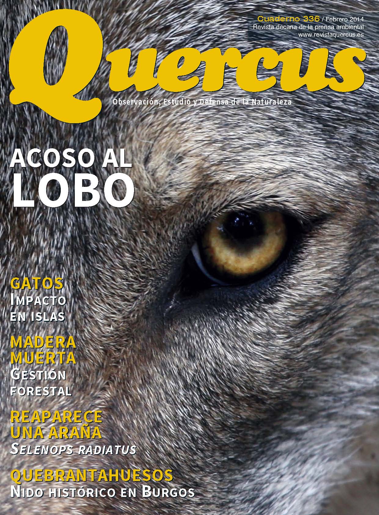 Click para ampliar Quercus 336