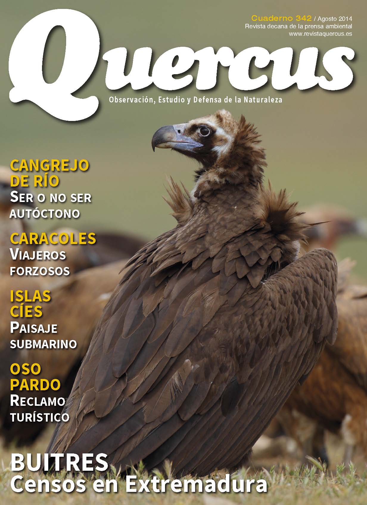 Click para ampliar Quercus 342