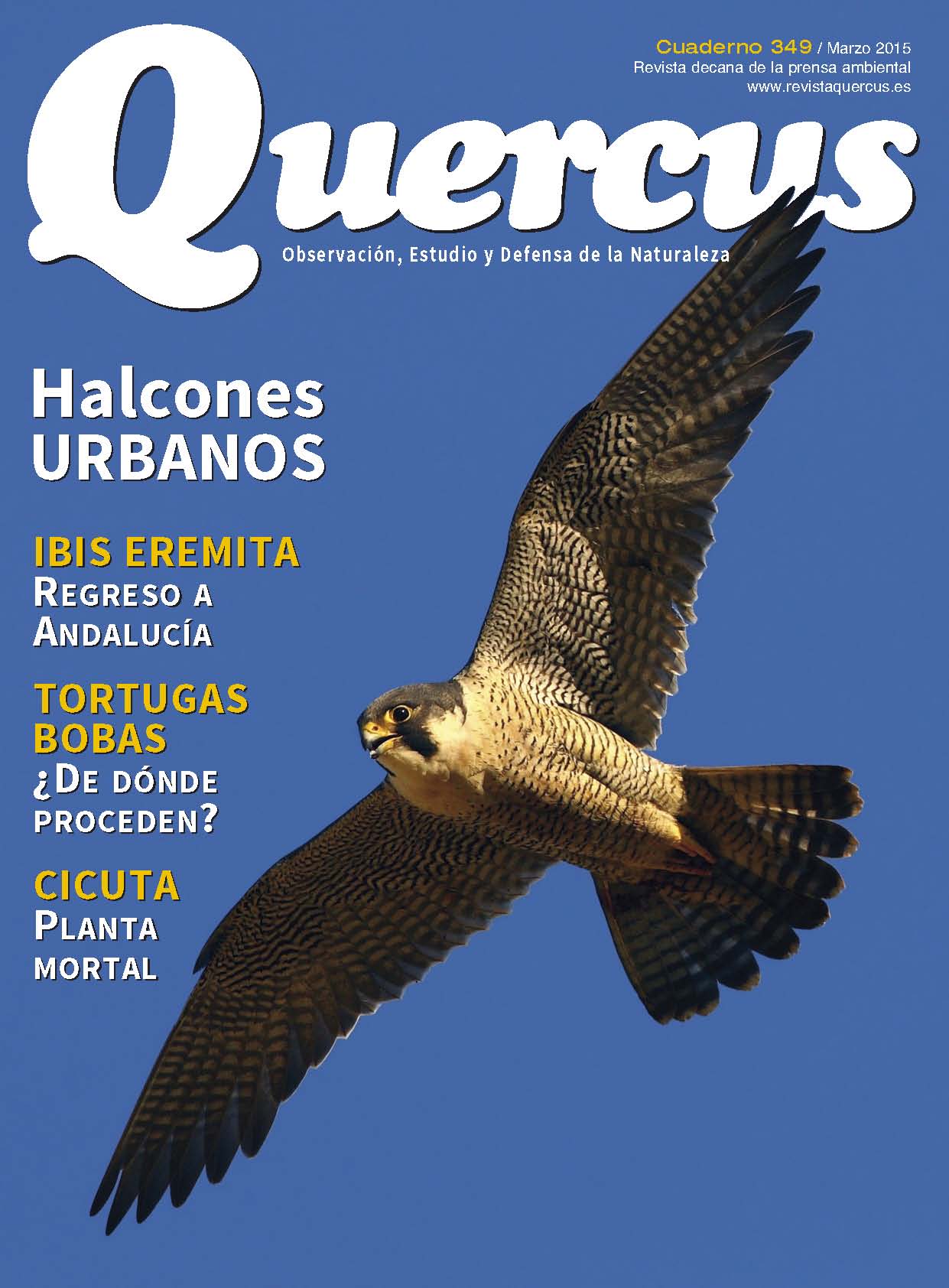 Quercus 349