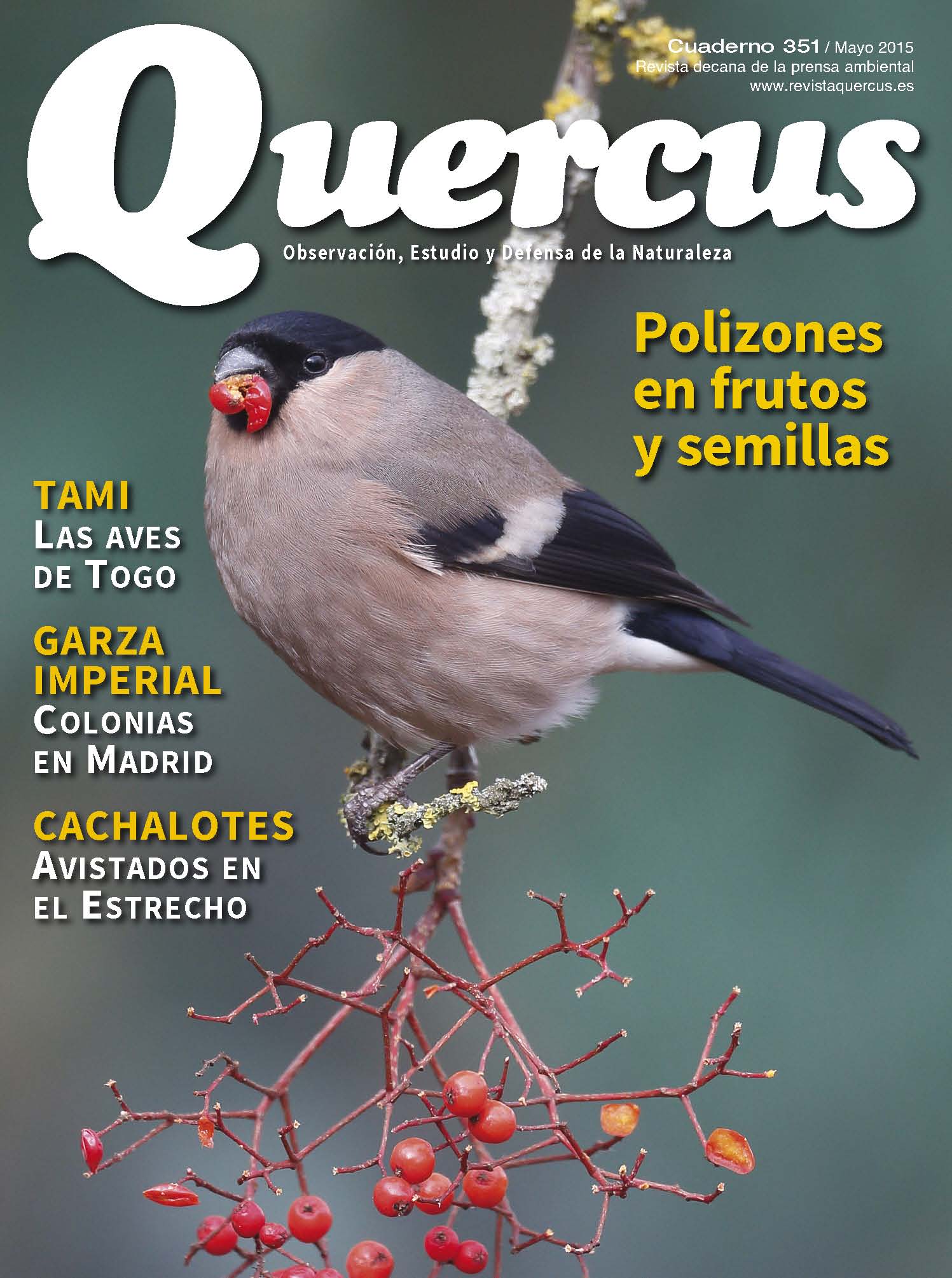 Quercus 351