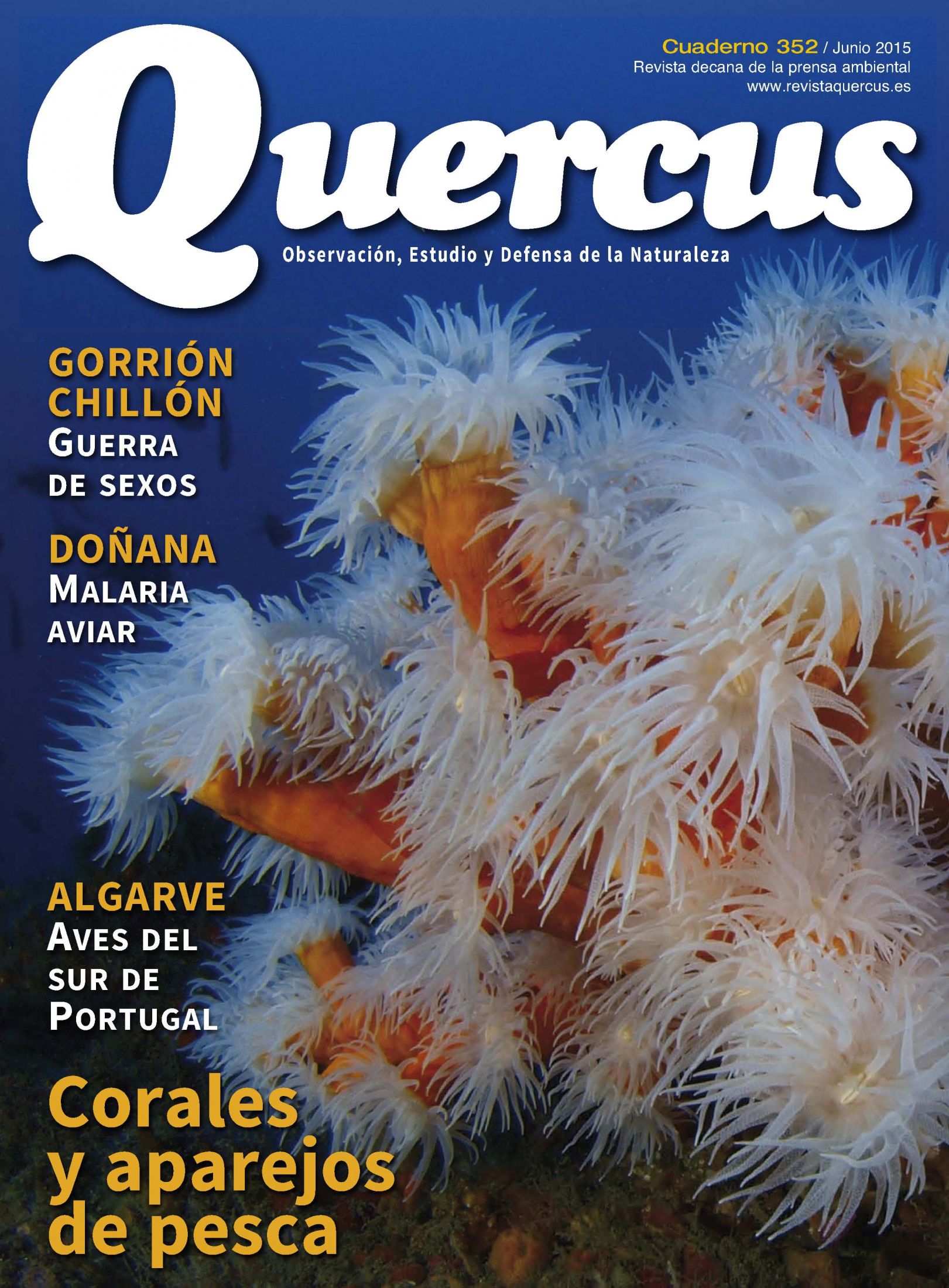 Click para ampliar Quercus 352