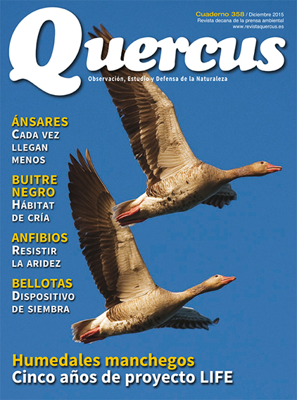 Click para ampliar Quercus 358