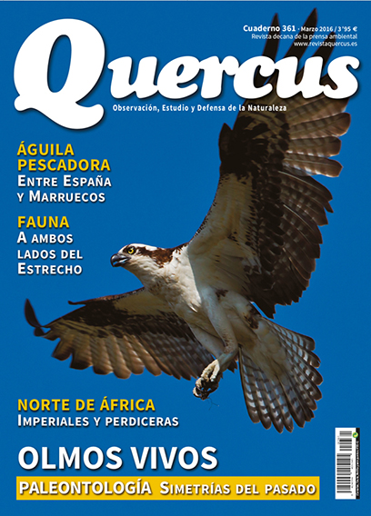 Quercus 361
