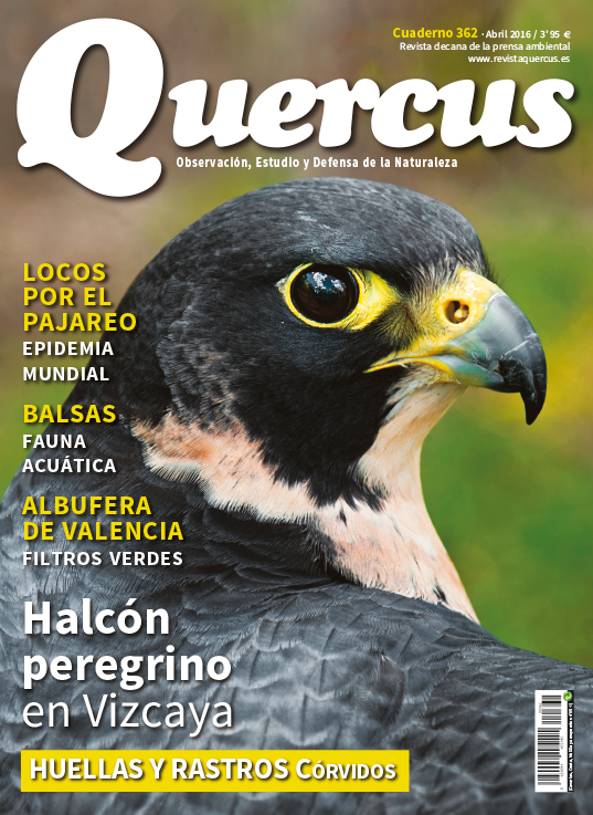 Quercus 362
