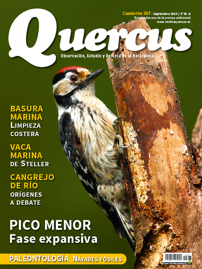 Click para ampliar Quercus 367
